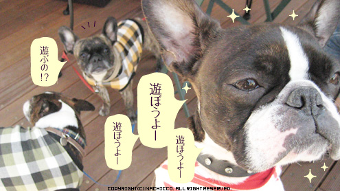 nachicco,ボストテリア