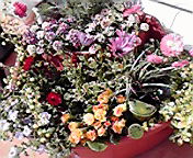 P1000496.jpg