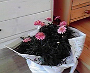 P1000498.jpg