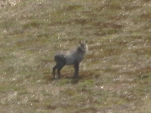 2012ÈÃÈøÆüËÜ¥«¥â¥·¥«½ÐË×.jpg