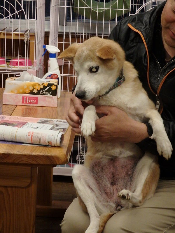 さくらちゃんは 幸運な天使です 鳥取のドッグラン 犬猫譲渡会のことならビンチェーロのお知らせブログへ