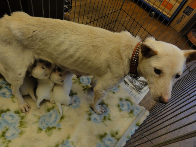 18年09月04日の記事 鳥取のドッグラン 犬猫譲渡会のことならビンチェーロのお知らせブログへ