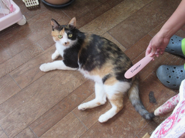19年06月05日の記事 鳥取のドッグラン 犬猫譲渡会のことならビンチェーロのお知らせブログへ