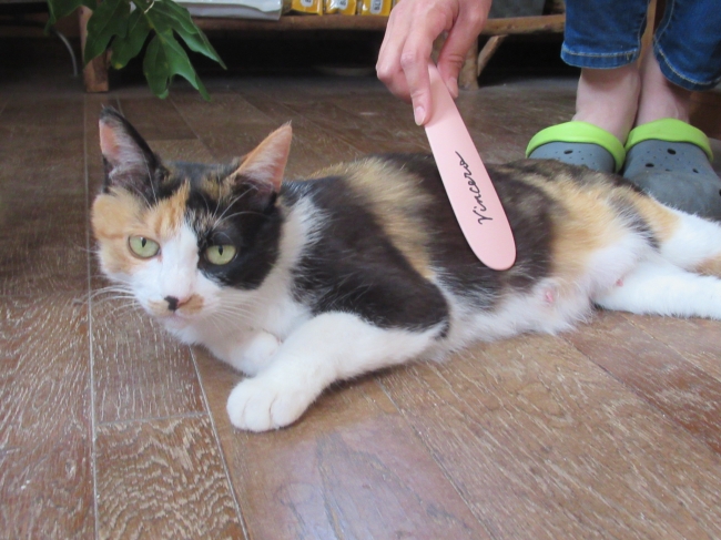 19年06月05日の記事 鳥取のドッグラン 犬猫譲渡会のことならビンチェーロのお知らせブログへ