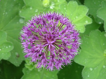 6月花9221-thumb.jpg