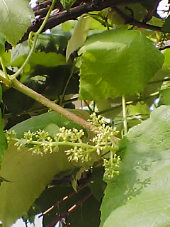 budou