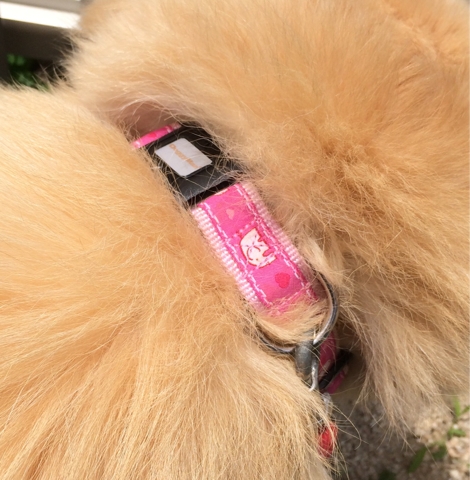 iPhoneImage.png