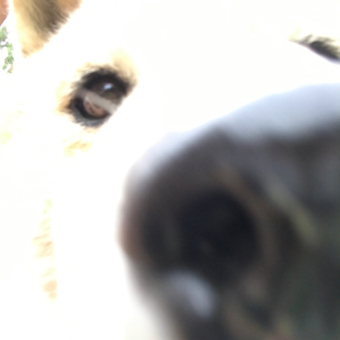 iPhoneImage.png