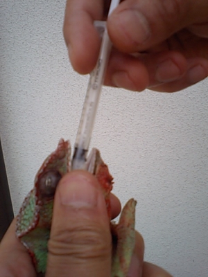 パンサーカメレオンの治療