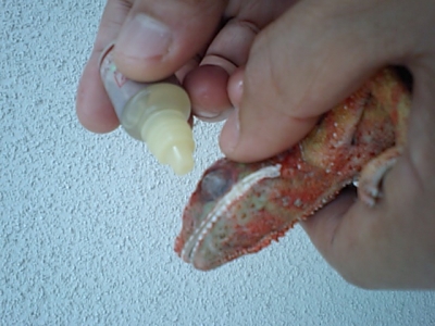 パンサーカメレオンの治療