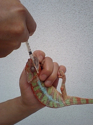パンサーカメレオンの治療