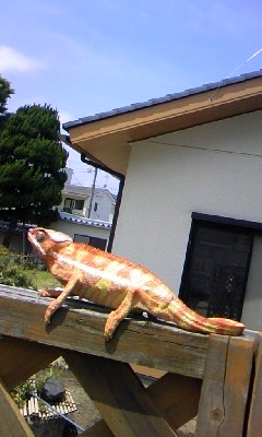 パンサーカメレオン