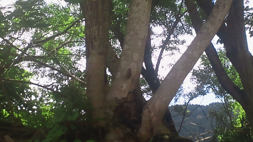 2011070811140001.jpg