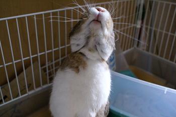 うさぎたつ さちち日記