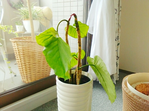 ウンベラータ挿し木とポトス植え替えのその後 My Sweet Home