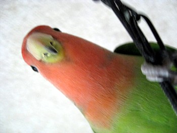 ¥Ñ¥Ô¥Í¥óÂ粦
