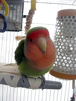 サーモパーチ6