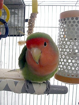 サーモパーチ7