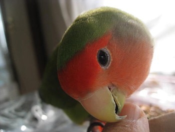 papi2