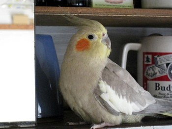 モフラ姉さん