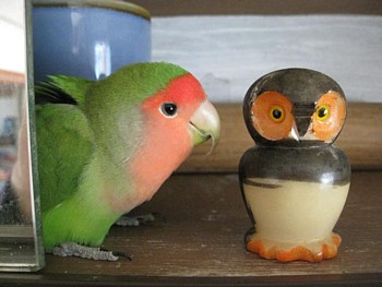 パピネン殿下2