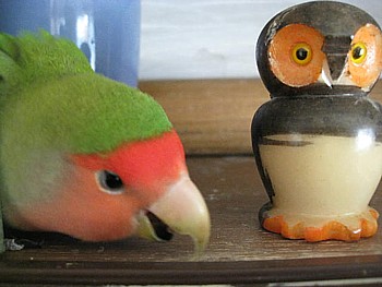 パピネン殿下4
