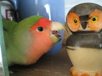 パピネン殿下5