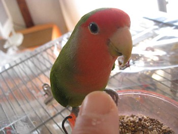 パピネン殿下7