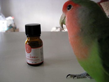 パピネン殿下9