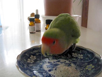 パピネン殿下10