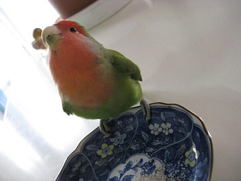 パピネン殿下12
