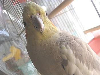 オカメインコ もふら
