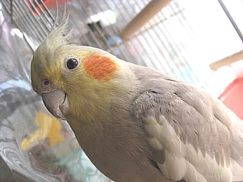 オカメインコ もふら2