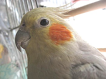 オカメインコ もふら3