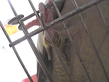 オカメインコ もふら
