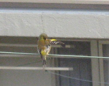 野鳥2