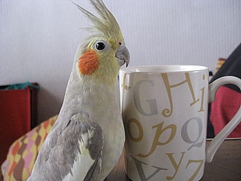オカメインコ もふら2