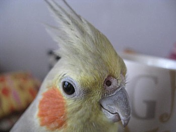 オカメインコ もふら3