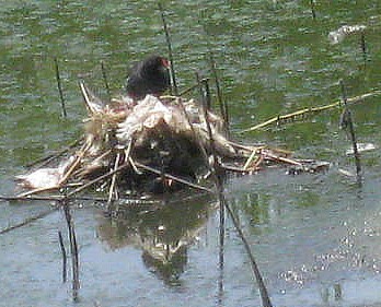 野鳥バン