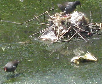 野鳥バン3