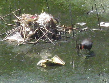 野鳥バン4