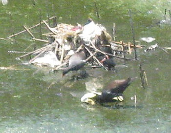 野鳥バン6
