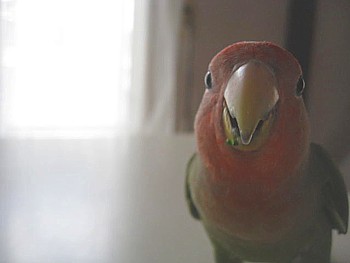 パピネン殿下 コザクラインコ