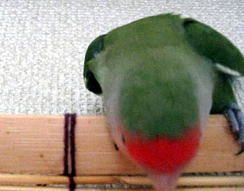ぱぴねん (7).JPG