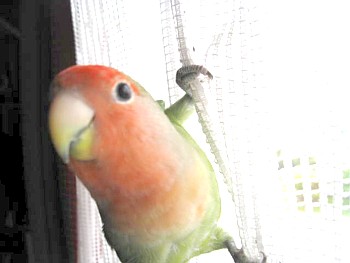 ぱぴねん (8).JPG