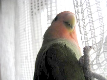 ぱぴねん (11).JPG