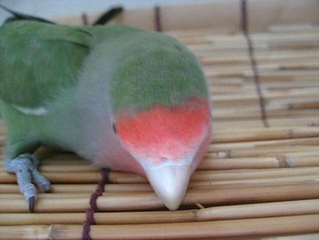 ぱぴねん (14).JPG