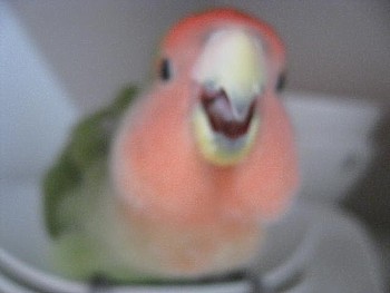 パピネン (3).JPG