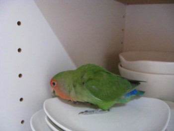 パピネン (4).JPG