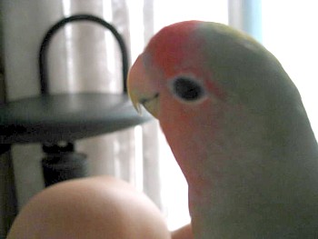 パピネン (6).JPG